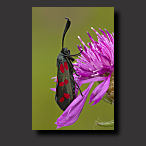 Six Spot Burnet