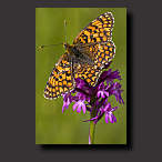 Fritillary, photo