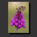 knapweed fritillary