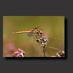 Vagrant Darter