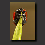 photo ladybug