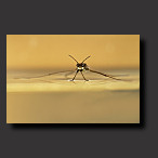 Pond Skater, picture