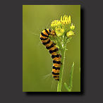 caterpillar, cinnabar moth