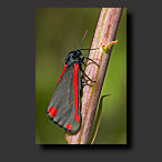 cinnabar moth, moth