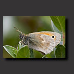 picture, smaal heath