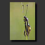 Photo Owlfly