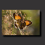 meadow brown, butterfly