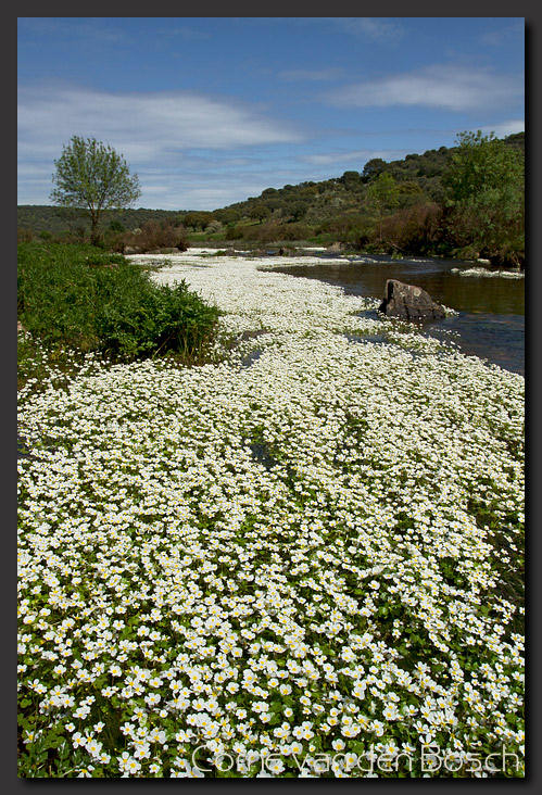 Rio Almonte, Trujillo