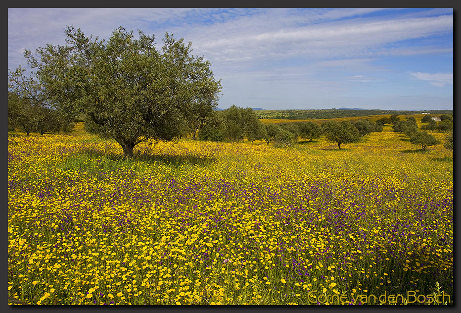 olijven, olijvenboomgaard, Portugal