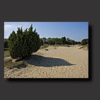 juniper, sand