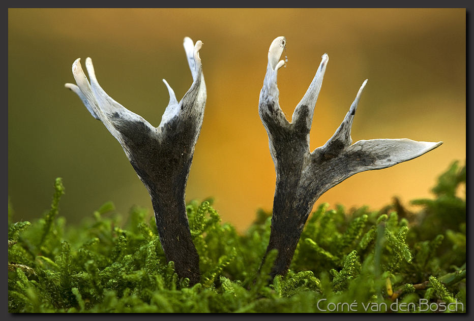 foto geweizwammetje, Stag's Horn