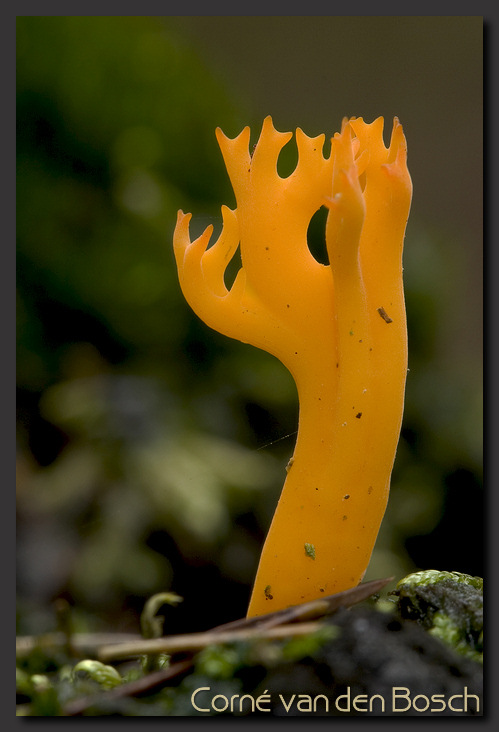  photo Yellow Stagshorn, Kleverig koraalzwammetje