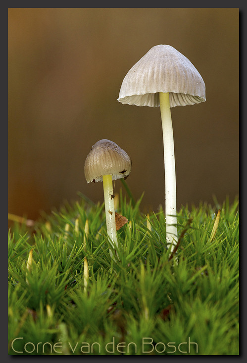foto paddenstoel
