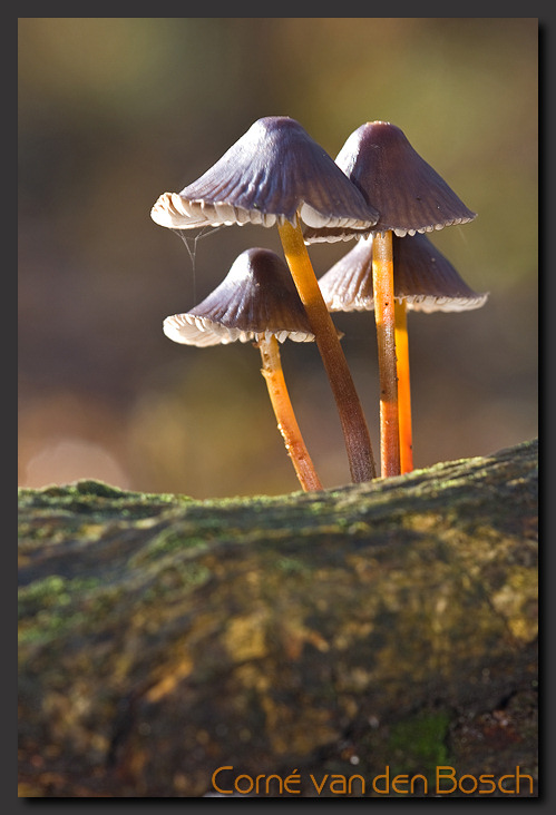 foto mycena