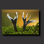 picture of stag's horn