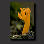 yellow staghorn, picture
