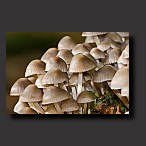 clustered brittlestem