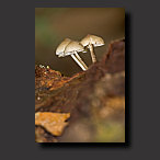 brown mushroom