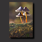 little mushrooms