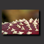 fly agaric, macro