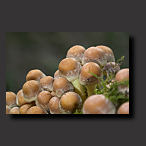photo, suphur tuft