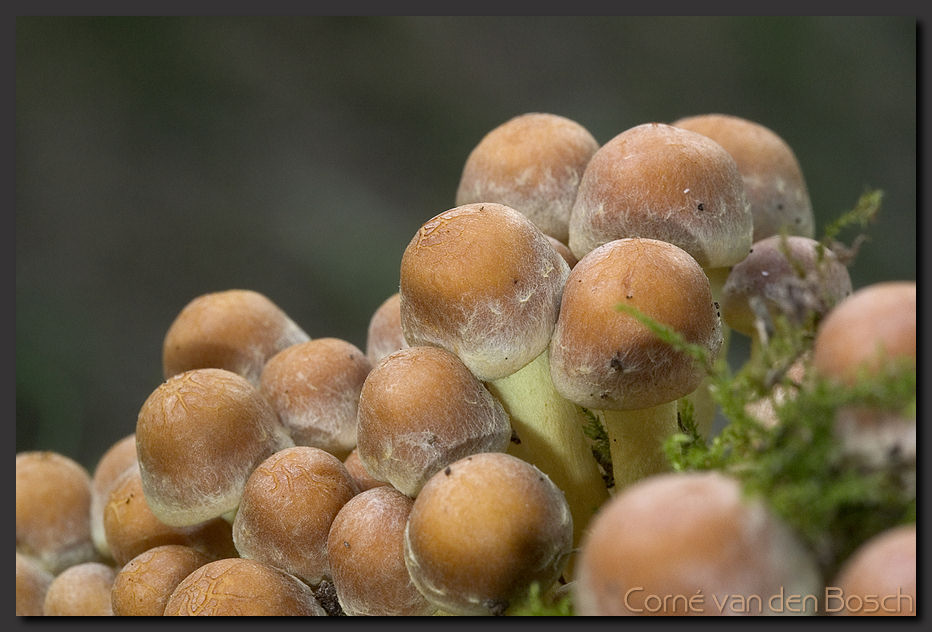 foto zwavelkopje, Sulphur Tuft